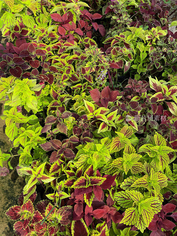 植物苗圃中心花盆中生长的黄花蓟(Coleus scutellarioides)芽和红绿叶的全帧图像，高架视图，关注前景